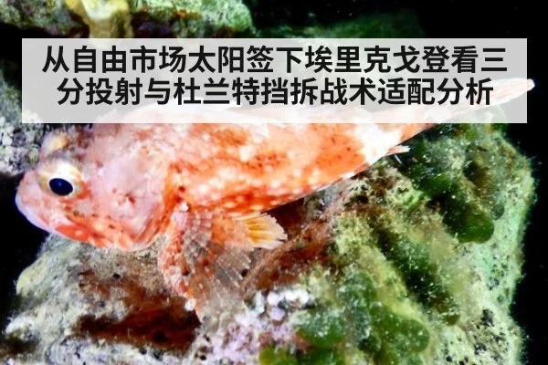 从自由市场太阳签下埃里克戈登看三分投射与杜兰特挡拆战术适配分析